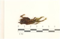 藏品(曲柄蘚)的圖片