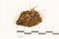 藏品(角齒蘚)的圖片