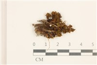 藏品(尖葉仙鶴蘚)的圖片