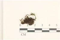 藏品(小珠蘚)的圖片