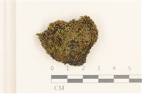 藏品(叢生真蘚)的圖片