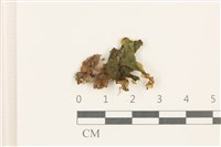 藏品(蛇苔)的圖片