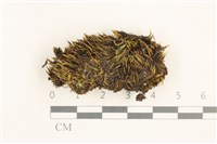 藏品(東亞曲柄蘚)的圖片