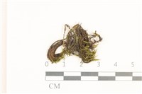 藏品(日本曲柄蘚)的圖片