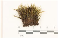 藏品(日本曲柄蘚)的圖片