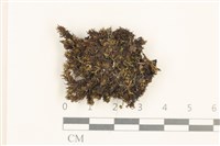 藏品(角齒蘚)的圖片