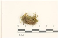 藏品(柔軟櫛葉蘚)的圖片