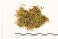 藏品(柔軟櫛葉蘚)的圖片