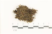 藏品(鞭苔,三裂鞭苔)的圖片