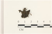 藏品(鞭苔,三裂鞭苔)的圖片