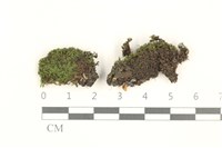 藏品(那霸短月蘚)的圖片