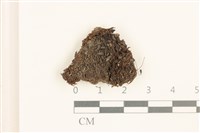 藏品(叢生真蘚)的圖片