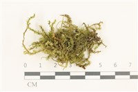 藏品(卵葉青蘚)的圖片