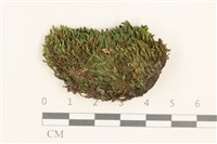 藏品(黃色真蘚)的圖片