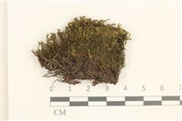 藏品(蕊形真蘚)的圖片