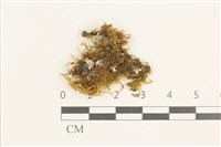 藏品(蟲毛蘚)的圖片