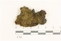 藏品(叢生真蘚)的圖片