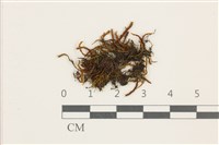 藏品(小牛舌蘚)的圖片