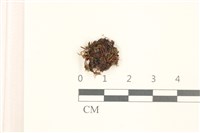 藏品(那霸短月蘚)的圖片