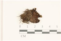 藏品(卷葉仙鶴蘚)的圖片