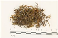 藏品(小牛舌蘚)的圖片