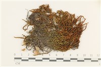 藏品(小牛舌蘚)的圖片