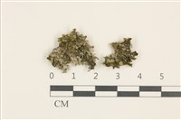 藏品(壺苞苔)的圖片