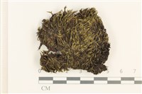 藏品(東亞曲柄蘚)的圖片