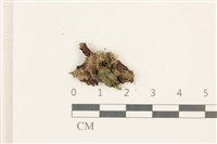 藏品(蛇苔)的圖片