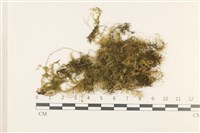 藏品(多疣懸蘚)的圖片