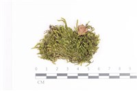 藏品(皺葉假黃蘚)的圖片