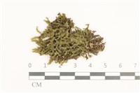 藏品(鞭苔,三裂鞭苔)的圖片