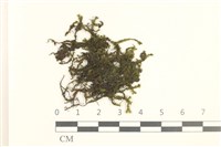 藏品(鞭苔,三裂鞭苔)的圖片