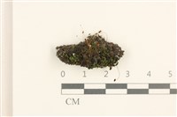 藏品(蕊形真蘚)的圖片