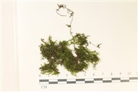 藏品(細葉櫛葉蘚, 毛葉梳蘚)的圖片