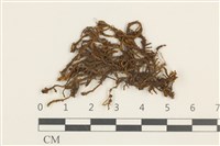 藏品(碎葉牛舌蘚)的圖片