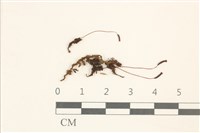 藏品(小仙鶴蘚)的圖片