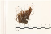 藏品(尖葉扭口蘚)的圖片