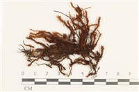 藏品(大扭口蘚)的圖片