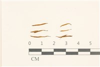 藏品(東亞蝦蘚)的圖片