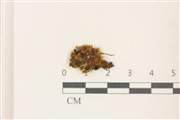 藏品(細尖疣胞蘚)的圖片