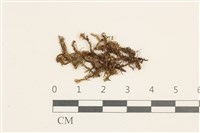 藏品(日本鞭苔)的圖片