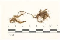 藏品(多疣懸蘚)的圖片