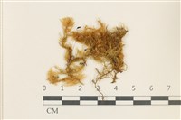 藏品(細葉櫛葉蘚, 毛葉梳蘚)的圖片