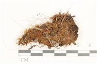 藏品(角齒蘚)的圖片