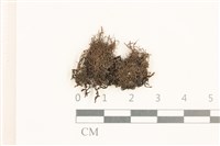 藏品(角齒蘚)的圖片