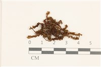 藏品(蛇苔)的圖片