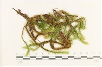 藏品(大熱澤蘚)的圖片