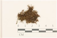 藏品(蕊形真蘚)的圖片