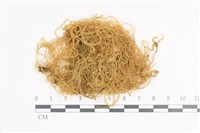 藏品(毛扭蘚)的圖片